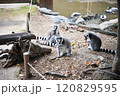 ワオキツネザルの親子 120829595
