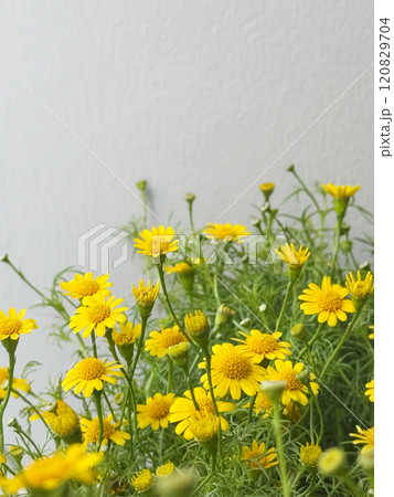 Dahlberg daisy flowers with copy space Dahlberg daisy flowers with copy space 120829704