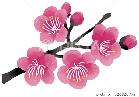 梅の枝の水彩ベクターイラスト 120829775