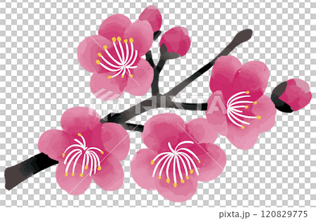 梅花枝水彩向量圖 梅花枝水彩向量圖 120829775