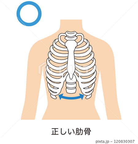 開いた肋骨　閉じた肋骨 120830307