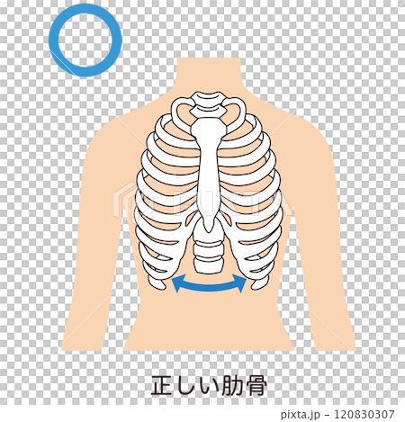 開いた肋骨　閉じた肋骨 120830307