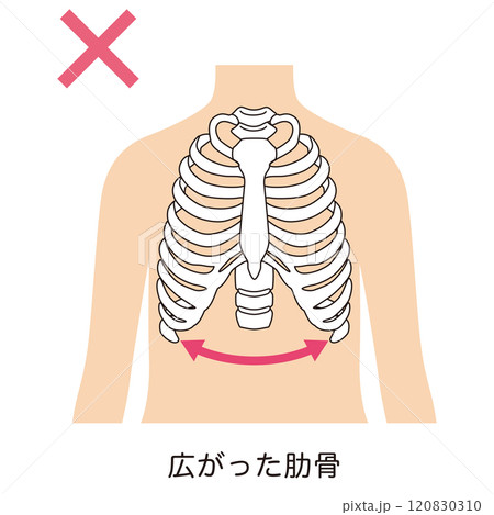 開いた肋骨　閉じた肋骨 120830310