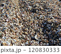 海岸に打ち上げられた貝殻 120830333