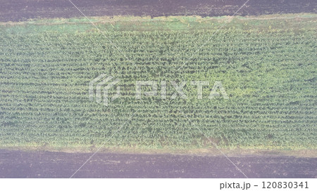 An aerial view showcases vibrant, lush green crops thriving in a vast agricultural field 120830341