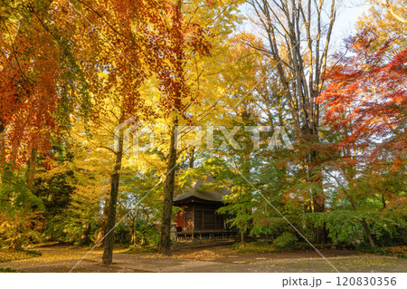 茨城県筑西市 最勝寺の紅葉 茨城県筑西市 最勝寺の紅葉 120830356