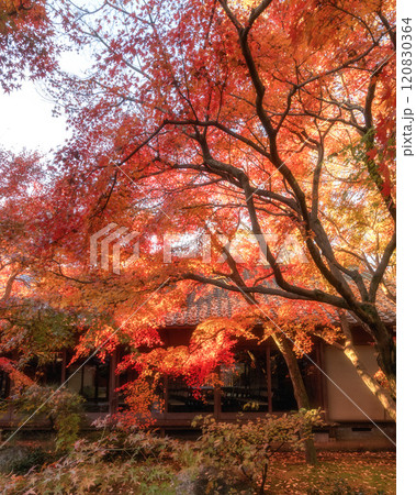 茨城県筑西市　最勝寺の紅葉 120830364