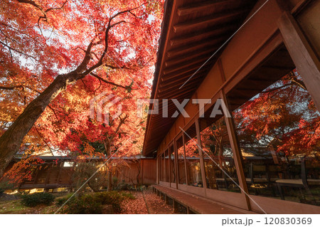茨城県筑西市 最勝寺の紅葉 茨城県筑西市 最勝寺の紅葉 120830369