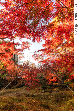 茨城県筑西市 最勝寺の紅葉 茨城県筑西市 最勝寺の紅葉 120830371