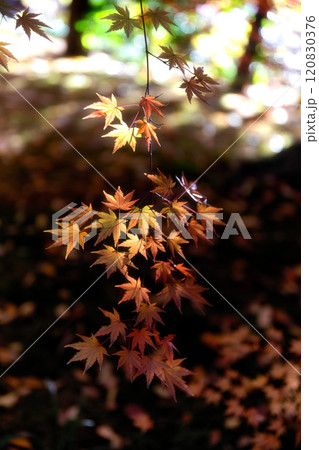 茨城県筑西市　最勝寺の紅葉 120830376