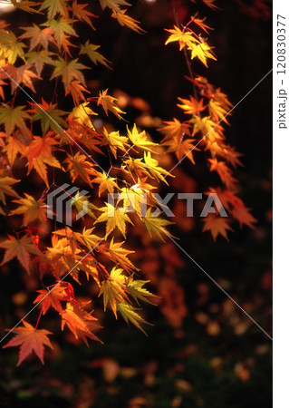 茨城県筑西市　最勝寺の紅葉 120830377