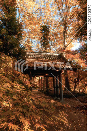 茨城県筑西市　最勝寺の紅葉 120830379