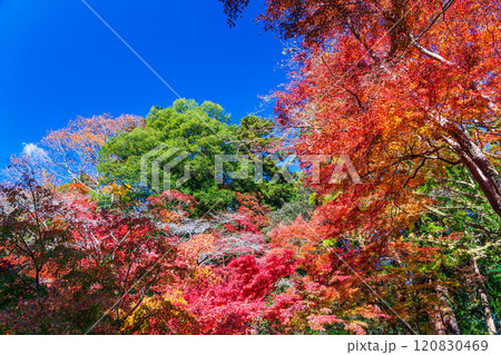 秋の京王線清滝駅前　朝日を浴びる紅葉 120830469