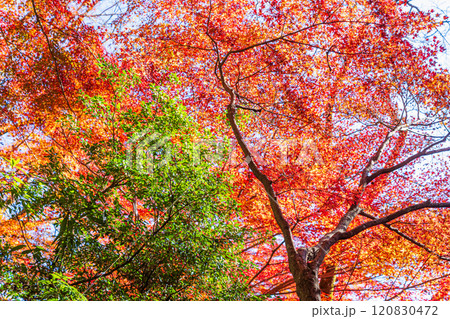 秋の京王線清滝駅前　朝日を浴びる紅葉 120830472