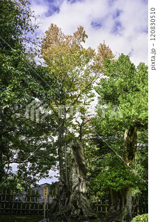 紅葉が染まり始めた兼六園の秋 120830510