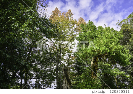 紅葉が染まり始めた兼六園の秋 紅葉が染まり始めた兼六園の秋 120830511