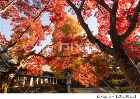 茨城県　月山寺の大イチョウと紅葉 120830611