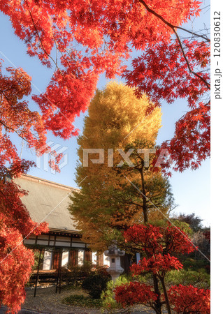 茨城県　月山寺の大イチョウと紅葉 120830612