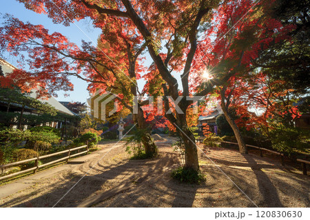 茨城県　月山寺の大イチョウと紅葉 120830630