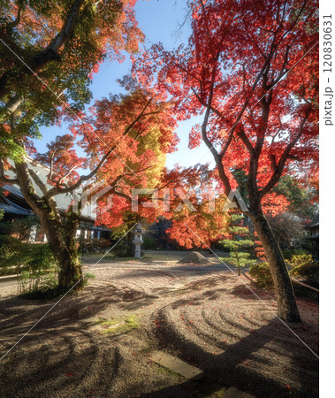 茨城県　月山寺の大イチョウと紅葉 120830631