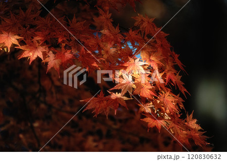 茨城県 月山寺の大イチョウと紅葉 茨城県 月山寺の大イチョウと紅葉 120830632