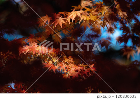 茨城県　月山寺の大イチョウと紅葉 120830635