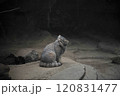 くつろぐスナドリネコ 120831477