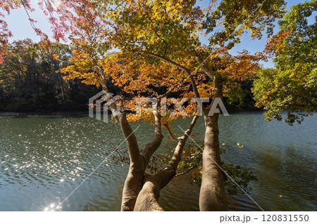 震生湖の秋景 神奈川県秦野市 震生湖の秋景 神奈川県秦野市 120831550