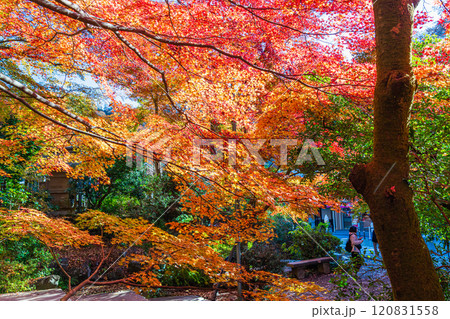 秋の京王線清滝駅前 朝日を浴びる紅葉 秋の京王線清滝駅前 朝日を浴びる紅葉 120831558