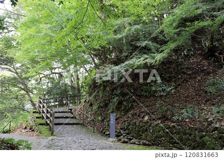 玄武洞 白虎、南北朱雀洞への道（兵庫県 豊岡市） 120831663