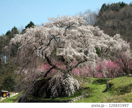 又兵衛桜 又兵衛桜 120831997