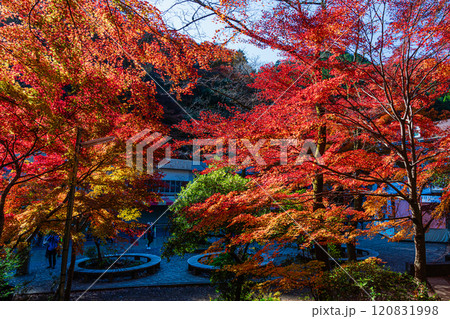 秋の京王線清滝駅前 朝日を浴びる紅葉 秋の京王線清滝駅前 朝日を浴びる紅葉 120831998