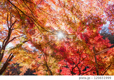 秋の京王線清滝駅前 朝日を浴びる紅葉 秋の京王線清滝駅前 朝日を浴びる紅葉 120831999
