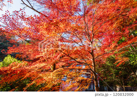 秋の京王線清滝駅前　朝日を浴びる紅葉 120832000