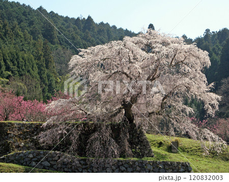 又兵衛桜 又兵衛桜 120832003
