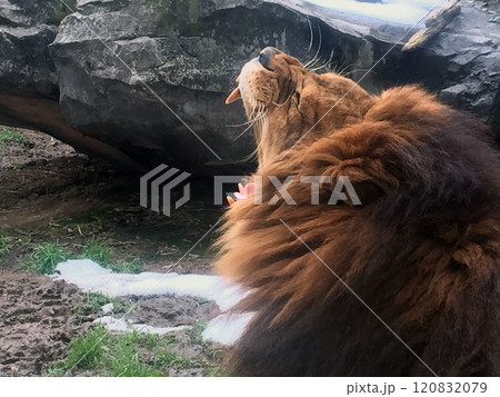 ライオン 120832079
