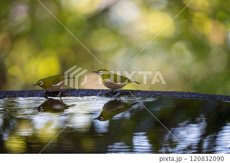喧嘩中を連想させるイメージ写真 120832090