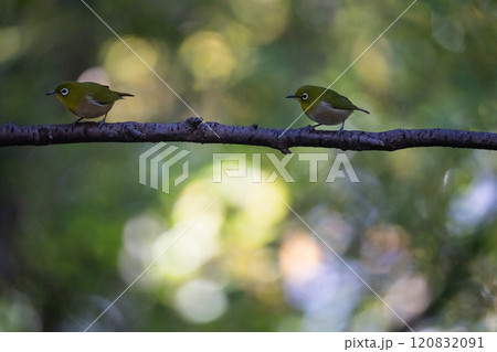 喧嘩中を連想させるイメージ写真 120832091