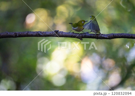 喧嘩中を連想させるイメージ写真 120832094