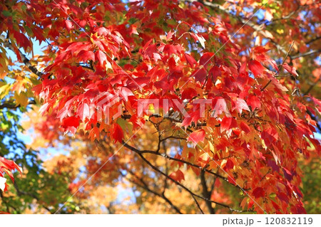 唐楓（トウカエデ）の紅葉 120832119
