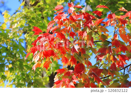 唐楓(トウカエデ)の紅葉 唐楓(トウカエデ)の紅葉 120832122