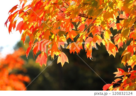 唐楓（トウカエデ）の紅葉 120832124