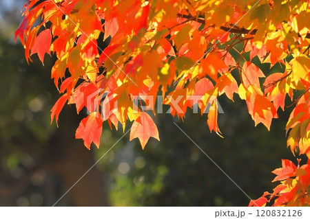 唐楓(トウカエデ)の紅葉 唐楓(トウカエデ)の紅葉 120832126