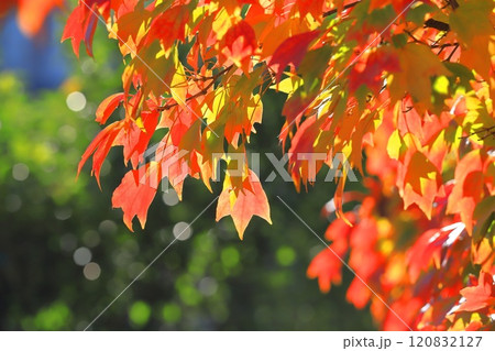 唐楓(トウカエデ)の紅葉 唐楓(トウカエデ)の紅葉 120832127