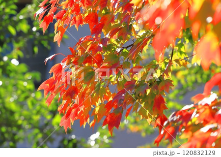 唐楓（トウカエデ）の紅葉 120832129