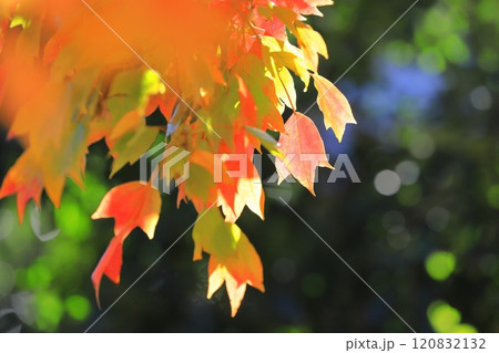 唐楓（トウカエデ）の紅葉 120832132