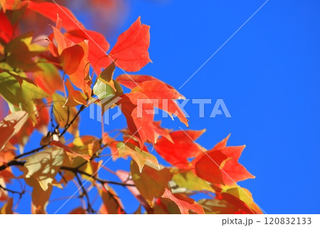 唐楓(トウカエデ)の紅葉 唐楓(トウカエデ)の紅葉 120832133