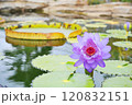 ハスの花 120832151