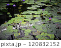 ハスの花 120832152