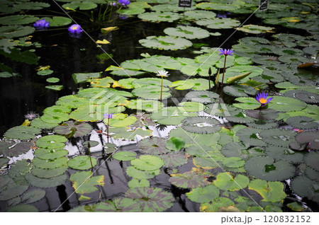 ハスの花 120832152